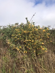 Diplacus aurantiacus