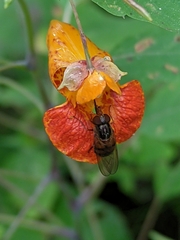 Rhingia nasica