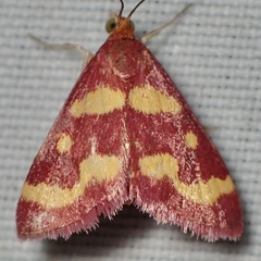 Pyrausta tyralis