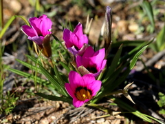 Romulea cruciata