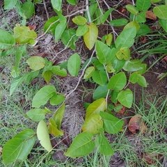 Coccoloba krugii × Coccoloba uvifera