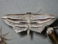 Arcobara multilineata