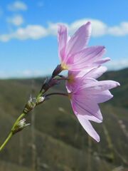 Ixia micrandra