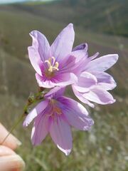Ixia micrandra