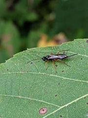 Pimpla pedalis