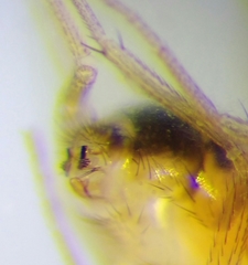 Drosophila phalerata