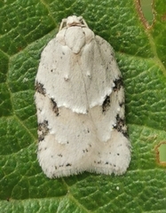 Acleris logiana