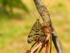 Panorpa germanica