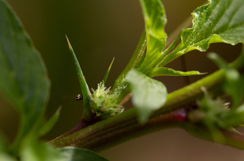 Amaranthus spinosus image