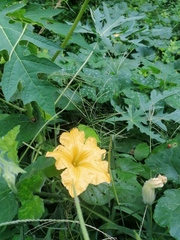 Cucurbita pepo
