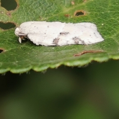Acleris logiana