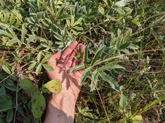 Potentilla hippiana