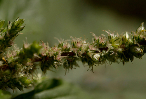 Amaranthus spinosus image