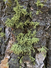 Letharia vulpina