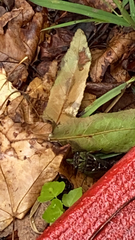 Neotibicen pruinosus