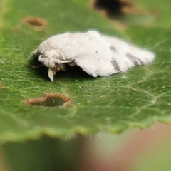 Acleris logiana