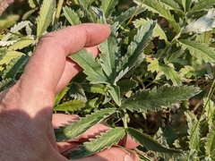 Potentilla hippiana