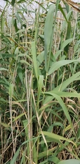 Arundo donax