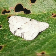 Acleris logiana