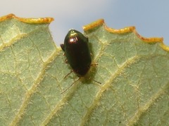 Crepidodera aurata