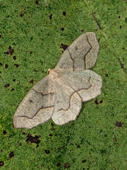 Lambdina fiscellaria
