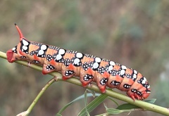 Hyles euphorbiae