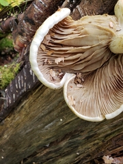 Pleurotus ostreatus