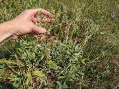 Potentilla hippiana