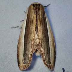 Truncaptera inopinata