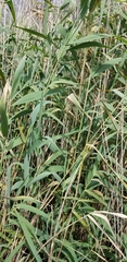 Arundo donax