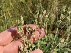 Potentilla hippiana