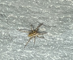 Pardosa