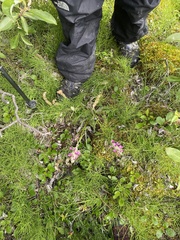 Pedicularis sudetica
