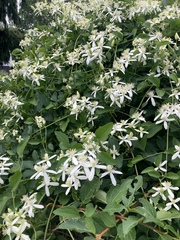 Clematis terniflora