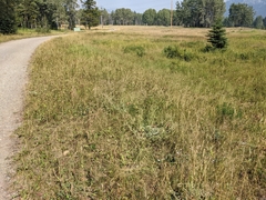 Potentilla hippiana