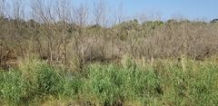 Arundo donax