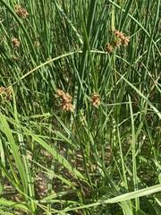 Bolboschoenus maritimus paludosus