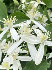 Clematis terniflora