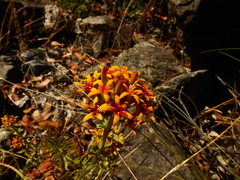 Quinchamalium chilense