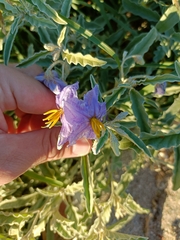 Solanum elaeagnifolium