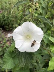 Calystegia silvatica