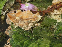 Trametes betulina
