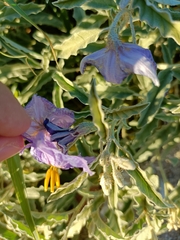 Solanum elaeagnifolium