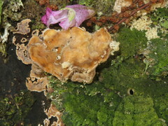 Trametes betulina