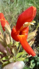 Erythranthe cardinalis