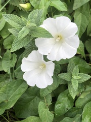 Calystegia silvatica