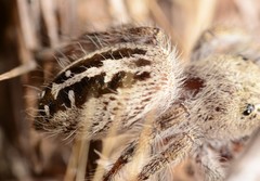 Phidippus texanus