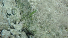 Thalassoma pavo