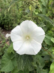 Calystegia silvatica