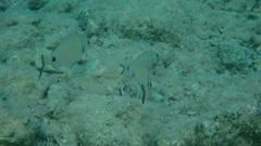 Diplodus sargus